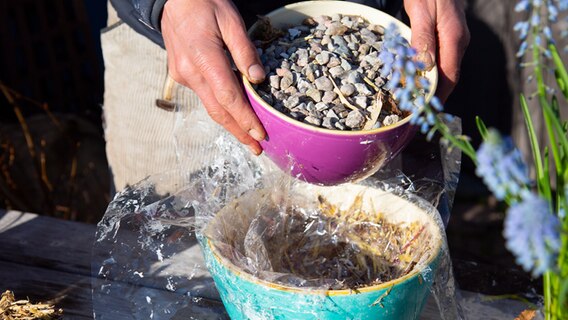 Eine mit Steinen befüllte Schale wird in eine Schale mit einem Heu-Laubgemisch gestellt. © NDR Foto: Jan-Philipp Baumgart