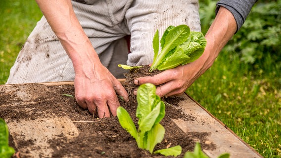 Ein Mann pflanzt eine grüne Pflanze in ein Beet.  Foto: Udo Tanske