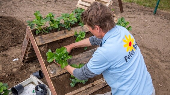 Ein Mann setzt Pflanzen in ein Beet ein.  Foto: Udo Tanske