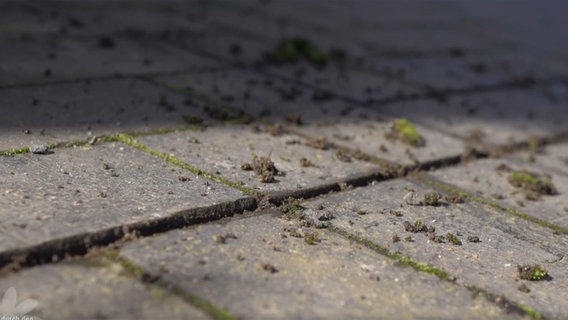 Moos in einer Pflasterfuge. © NDR 