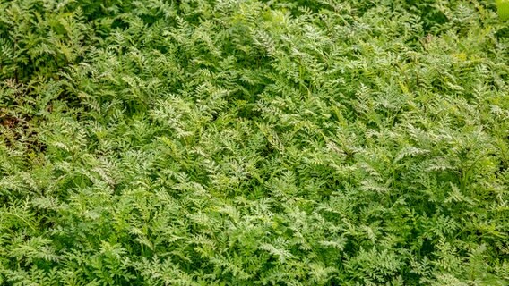 Phacelia-Gründüngung © NDR 