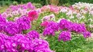 Pinkfarbig blühender Phlox in einem Beet. © fotolia Foto: ottochka