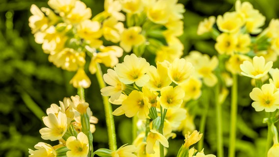 Gelb blühende Blüten einer Schlüsselblume. © Colourbox Foto: -