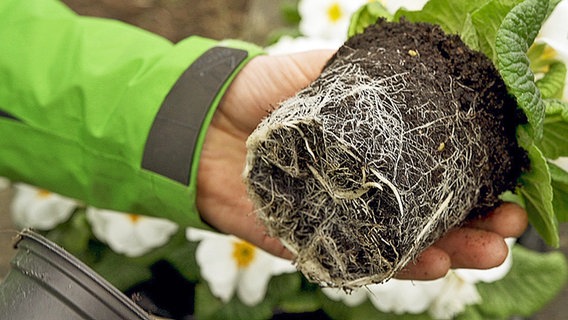 Ein Mann hält eine Primel mit Wurzelballen in der Hand. © NDR Foto: Udo Tanske