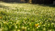 Raureif auf einer Rasenfläche glitzert in der Sonne © NDR Foto: Udo Tanske