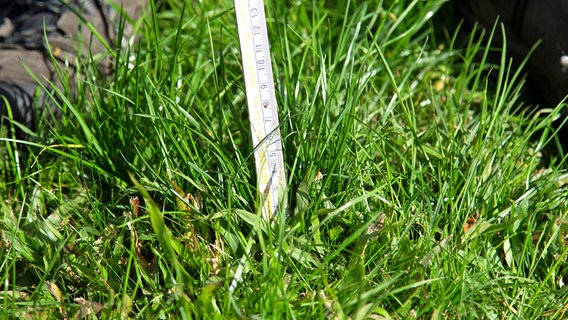 Im Gras steht ein Zollstock © NDR Foto: Udo Tanske