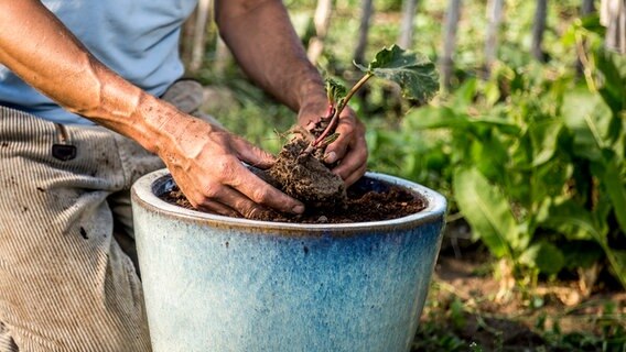 Wurzelballen werden in einen Kübel gepflanzt. © NDR Foto: Udo Tanske
