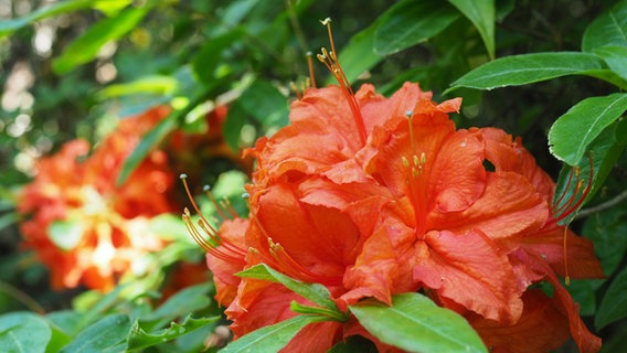 Orangefarbene Rhododrendron-Blütendolde. © NDR Foto: Anja Deuble