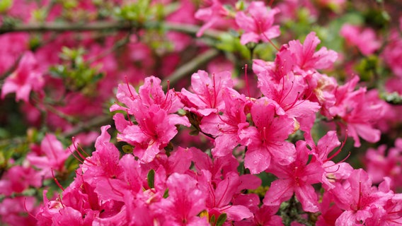 Kleine pinkfarbene Blüten eines Rhododendron-Hybrids. © NDR Foto: Anja Deuble