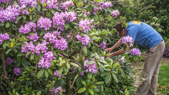 Ein Mann schneidet an einem Rhododendron-Strauch. © NDR Foto: Udo Tanske