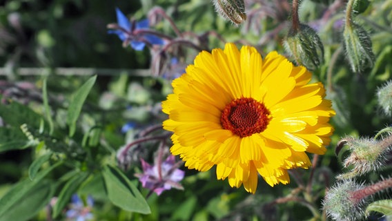 Die Blüte einer gelben Ringelblume in der Nahaufnahme. © NDR Foto: Anja Deuble