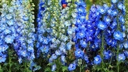 Standort erdbeeren Standort erdbeeren