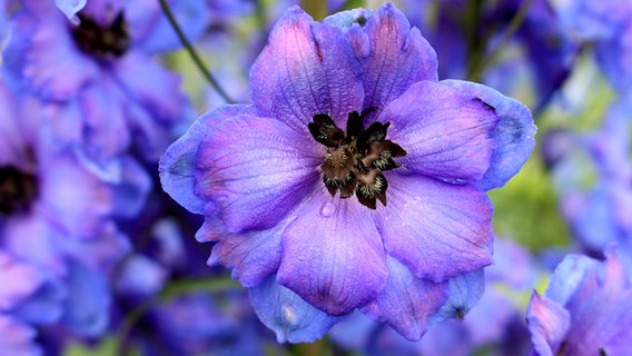 Blüte vom blauen Rittersporn © Fotolia.com Foto: RukiMedia