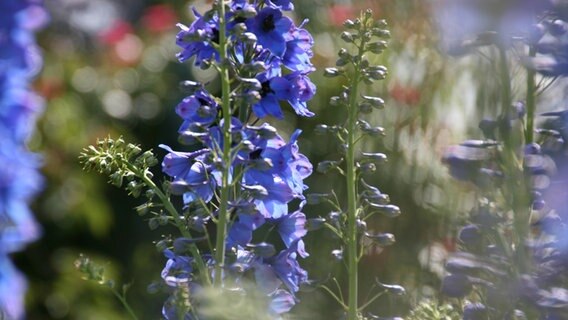 Blaue Blüten des Rittersporns. © NDR Foto: Anja Deuble