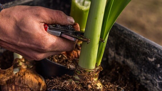 Eine Amaryllis-Pflanze wird beschnitten. © NDR 