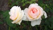 Weiß-rosafarbene Blüten einer Heritage-Rose. © NDR Foto: Anja Deuble