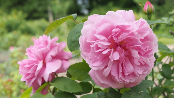 Rosefarbene Blüten einer Mary-Rose-Rose. © NDR Foto: Anja Deuble