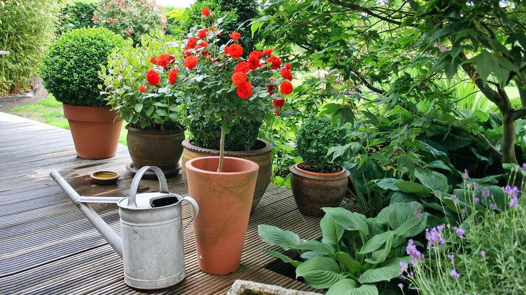 Rosen Im Kubel Pflanzen Ndr De Ratgeber Garten Zierpflanzen