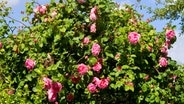 Erdbeeren standort Erdbeeren standort