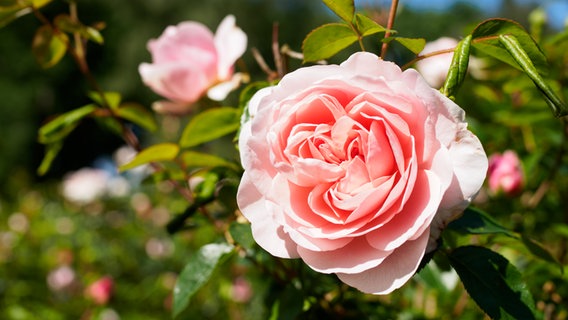 Die apricotfarbene Blüte einer "Ambridge"-Rose im Beet © NDR Foto: Anja Deuble