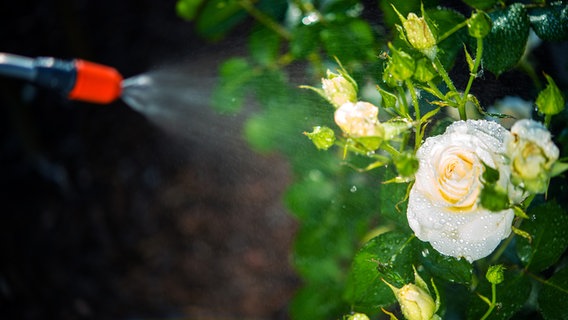 Eine Person besprüht eine blühende Rose. © Colourbox Foto: Tomasz Zajda Virrage Images Inc