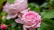 Rosenblüten © NDR 