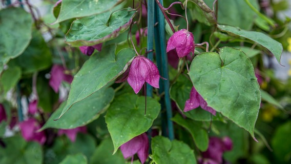 Rosenkelch oder auch Purpurglöckchen genannt - eine Rankpflanze mit glockenförmigen dunkel-pinkfarbenen Blüten. © ndr.de Foto: Udo Tanske
