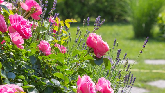 Blühende Rosen und Lavendel. © fotolia Foto: stockpics