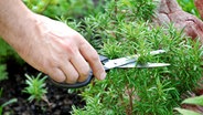 Ein Zweig Rosmarin wird im Garten mit einer Schere geerntet © Colourbox Foto: -