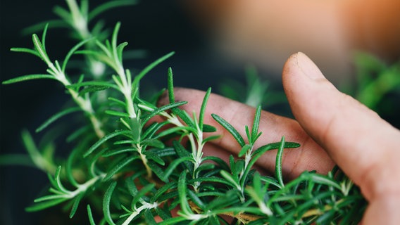 A hand holds sprigs of rosemary © Colourbox Photo: poring