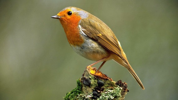 vogel bild kleiner vogel mit rotem bauch und kopf