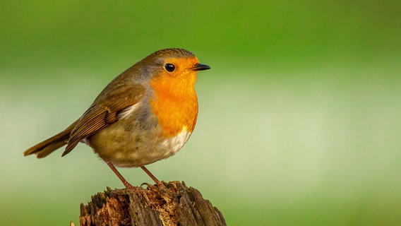 Ein Rotkehlchen sitzt auf einem Baumstamm. © NABU e.V./ Vogel des Jahres 2021 Foto: Winfried Rusch