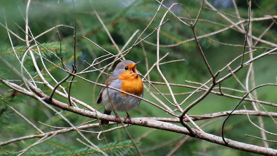 Ein Rotkehlchen sitzt auf einem Zweig und singt. © NABU Foto: Johannes Hansen