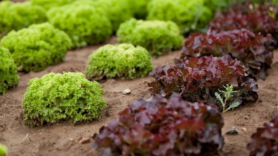 Roter und grüner Salat im Beet © imago/JuNiArt 