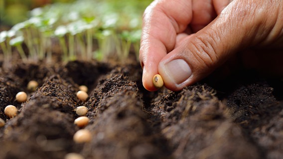Samen werden in die Erde gesetzt © Fotolia.com Foto: amenic181