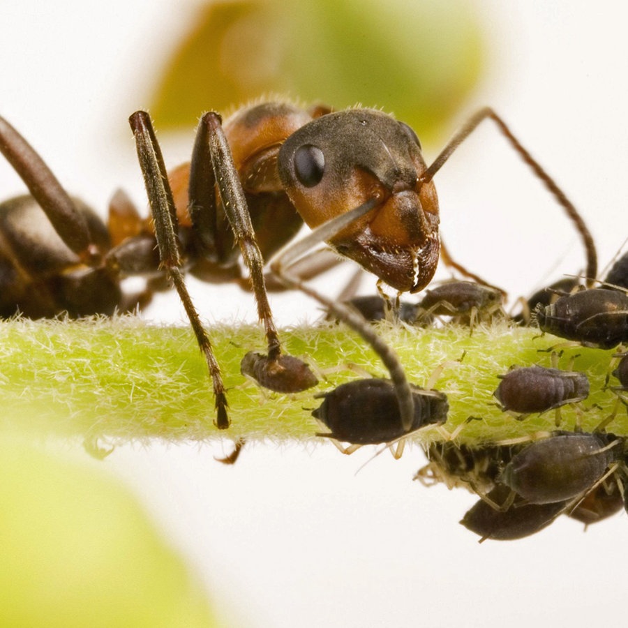 Ameisen Mit Hausmitteln Vertreiben Statt Bekampfen Ndr De Ratgeber