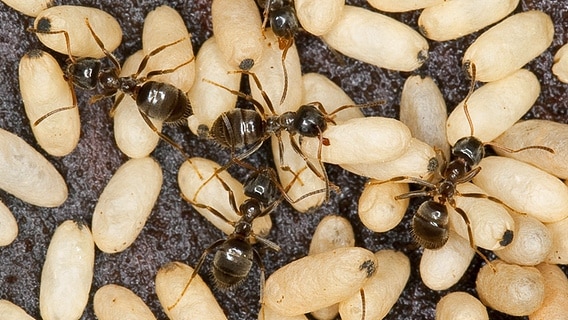 Große Schwarze Ameisen Im Garten