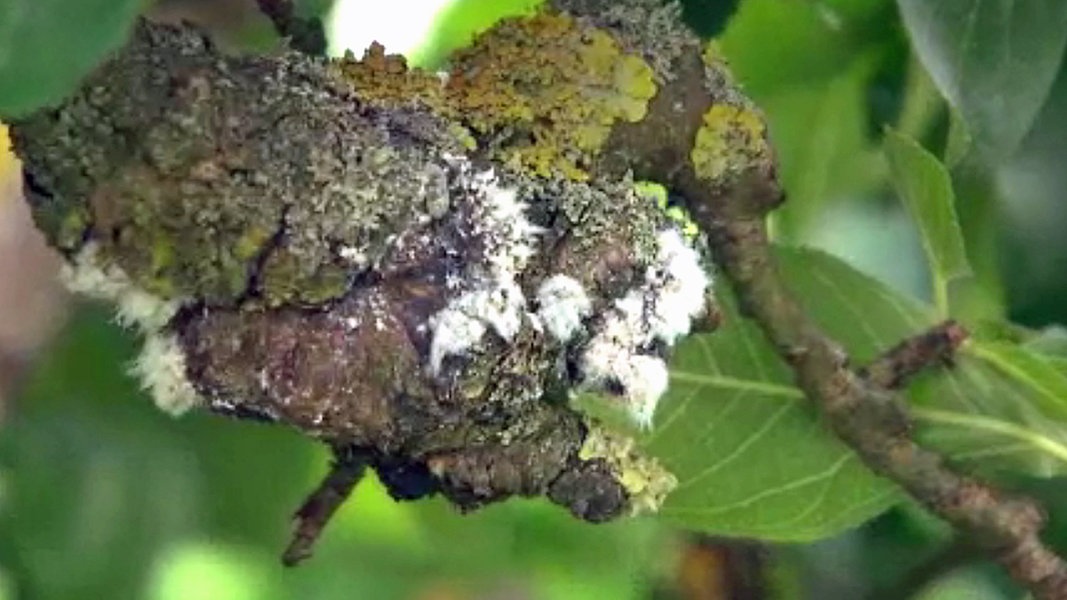 Blutläuse am Apfelbaum bekämpfen NDR.de Ratgeber Garten