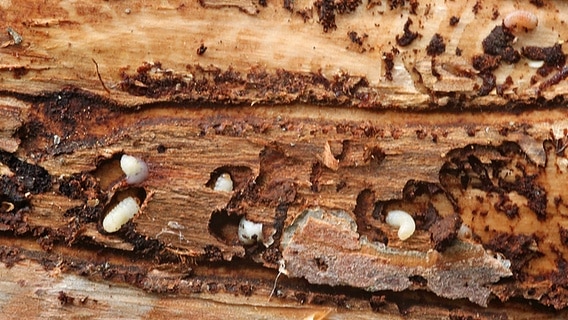 Fraßspuren und Larven eines Borkenkäfers in einem Stück Holz. © imago/Steffen Schellhorn 