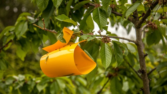 Gelbtafel zur Schädlngsbekämpfung hängt in einem Kirschbaum © NDR Foto: Udo Tanske