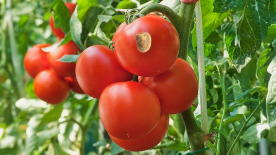 Blütenendfäule bei Tomaten © Fotolia,  imago Foto: Dusan Kostic, Niehoff