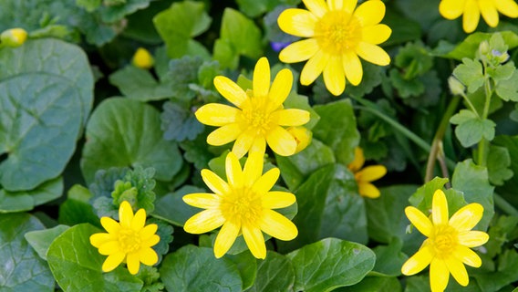 Gelb blühende Blüten des Scharbockskrauts. © Colourbox Foto: NERYX