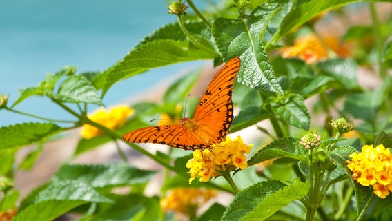 Ein Schmetterling auf der Blüte eines Wandelröschens © Colourbox Foto: TammyKayPhoto