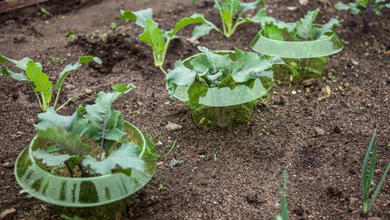 Ein Hütchen aus Plastik soll Gemüse im Beet vor Schnecken schützen © NDR Foto: Udo Tanske
