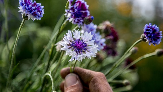 Blume in einer Hand. © NDR Foto: Udo Tanske