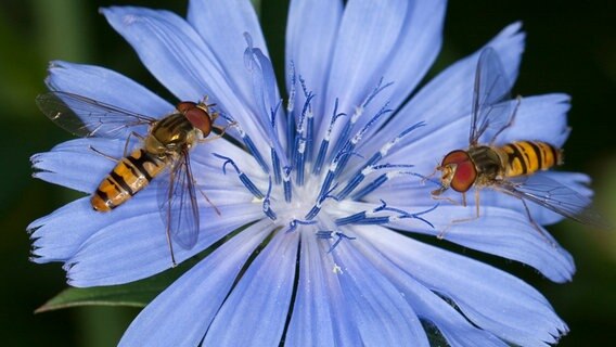 Zwei Hain-Schwebfliegen auf einer Wegwarte. © NABU Foto: Frank Hecker