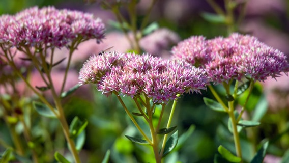 Altrosafarbene Blüten einer Sedum-Pflanze. © Colourbox Foto: Tatiana Belova