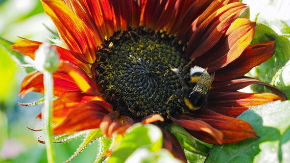 Eine Biene auf der Blüte einer Sonnenblume im Gemüsegarten. © NDR Foto: Anja Deuble