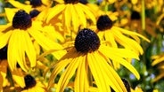 Lavendel vermehren Lavendel vermehren