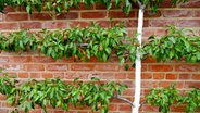 Spalierobst vor einer Mauer. © Fotolia Foto: Clarini